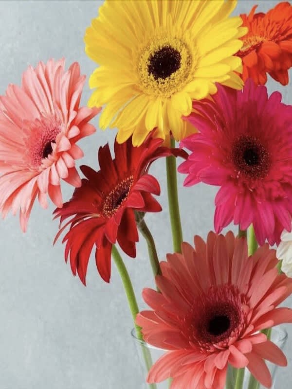 Gerbera Híbrida Colores Variados.3