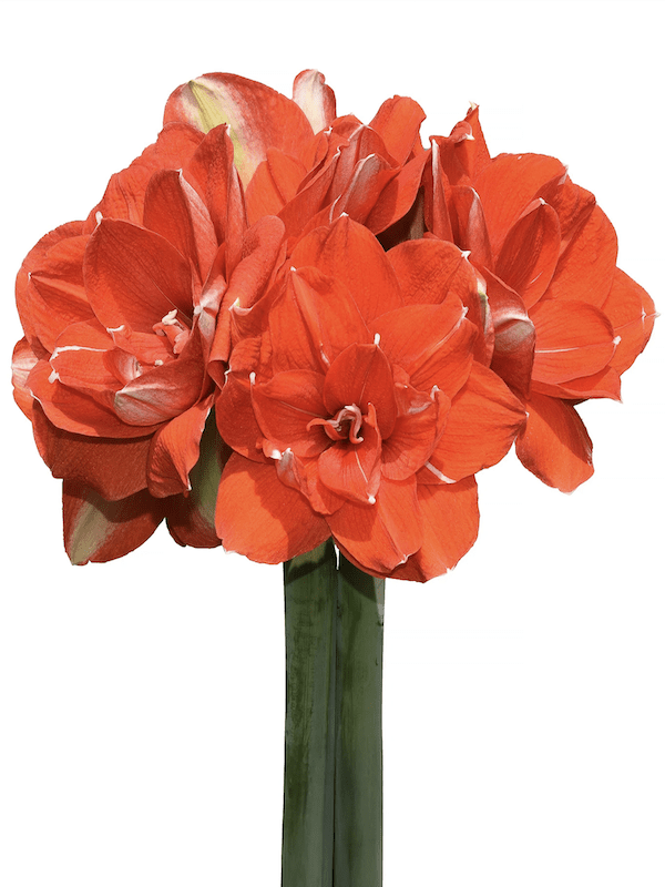 Amaryllis  Exclusivos Dobles. Color. Rojo Rubí. size 26/284