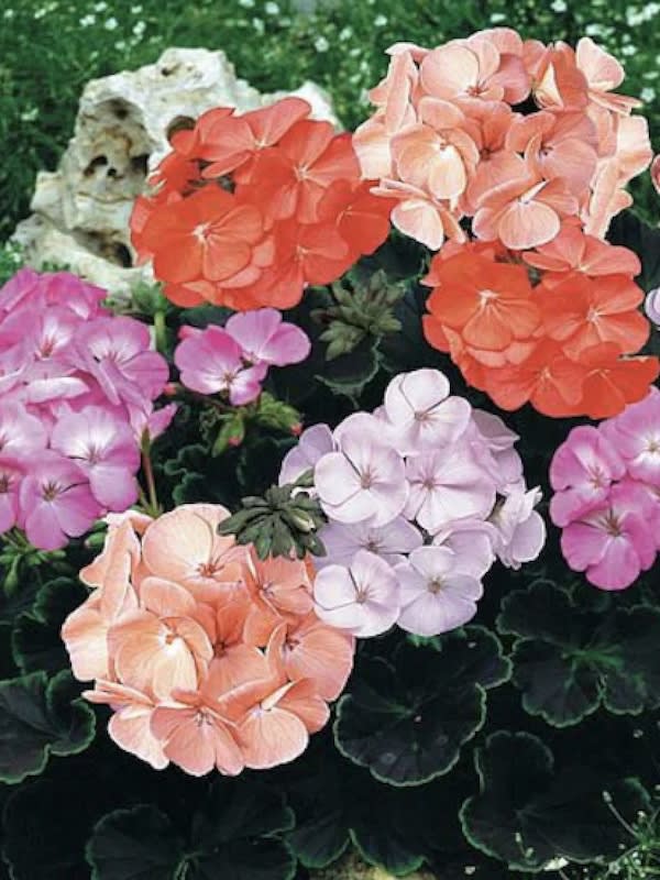 GERANIOS Híbridos Colores Variados2