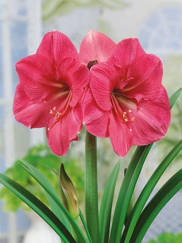 Amaryllis Clásico Calibre Grande . Color Sandía Size: 26/283