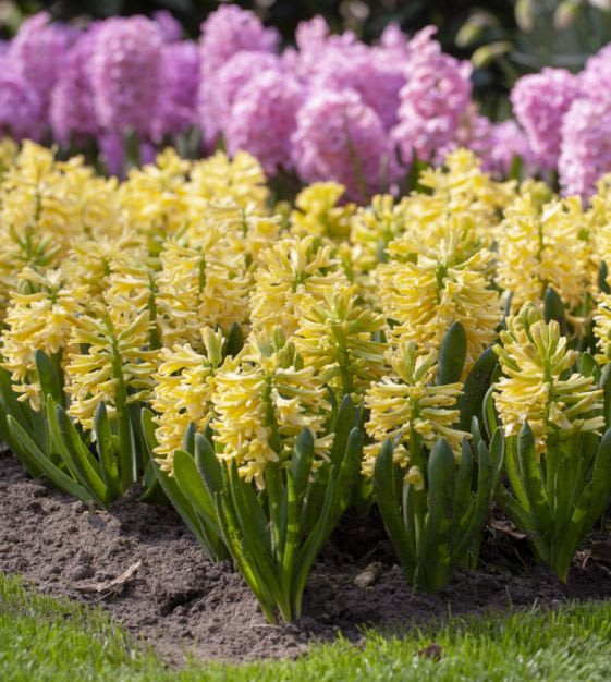 Jacinto. Amarillo Calibre 13-152