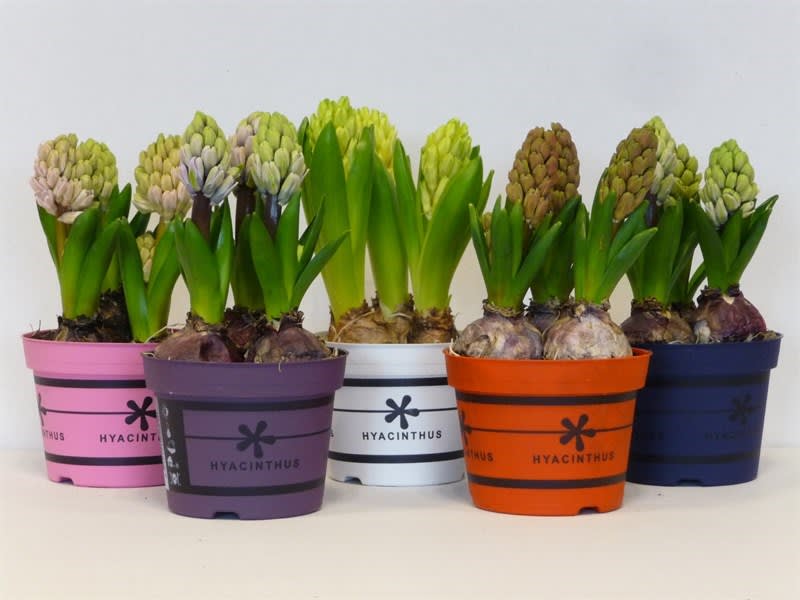 Jacinto. Morado Calibre: 13-154