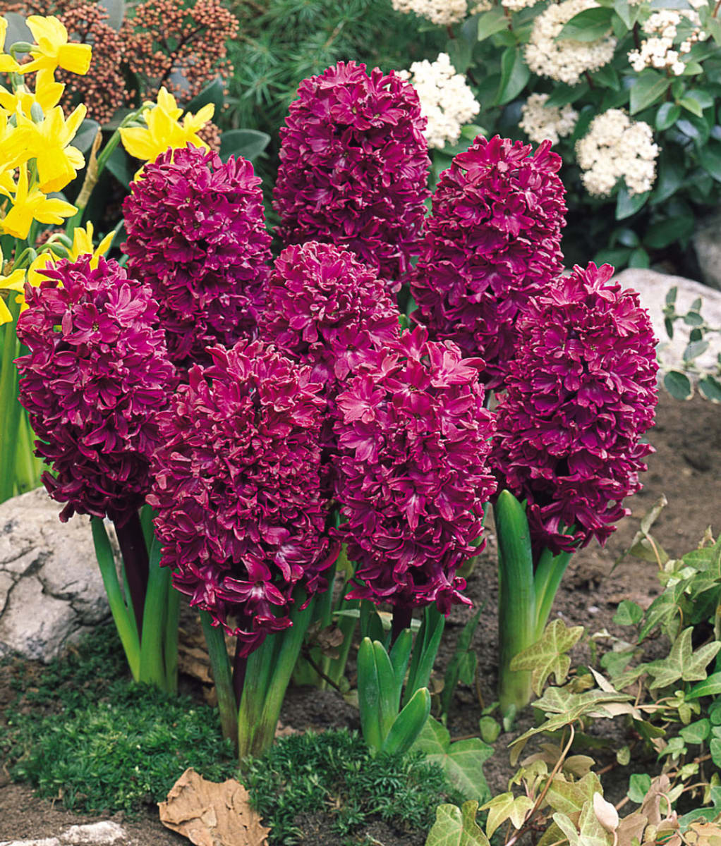 Jacinto. Morado Calibre: 13-152