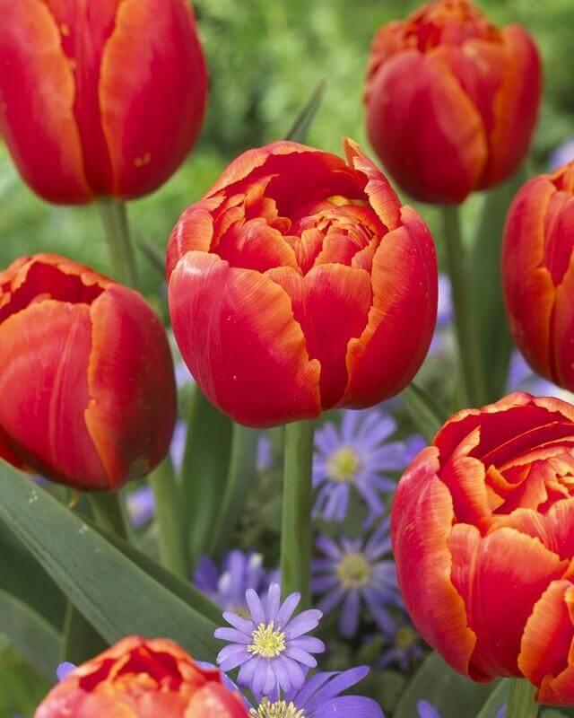 1 Docena de Bulbos Tulipas Color: Naranjo Doble Calibre 12-143