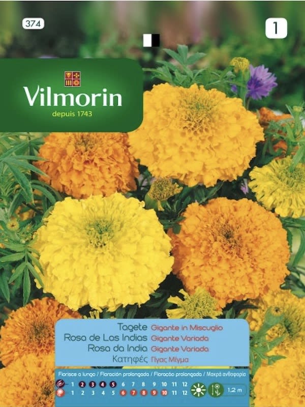 Tagete. Rosa de la Indias Gigante Colores Variados1