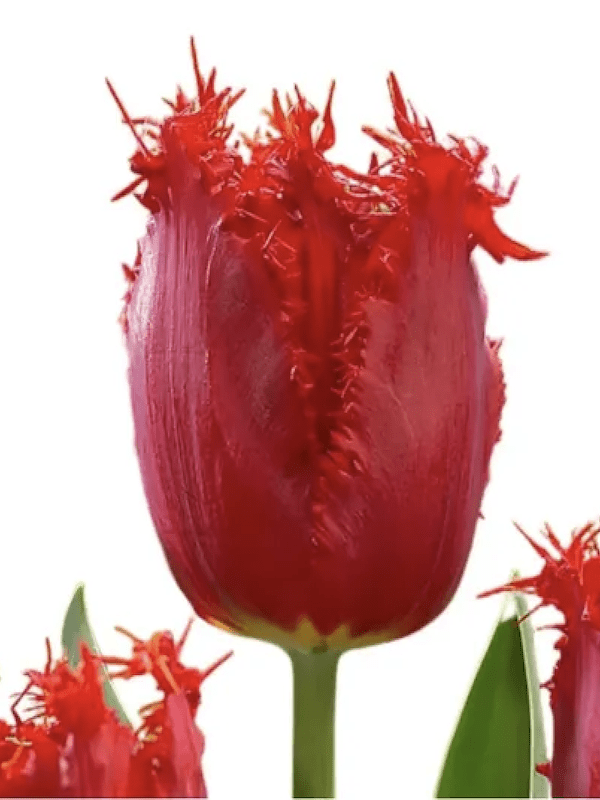 12 Bulbos Tulipas. Color: Rojo Crespo Doble. Size: 12+2