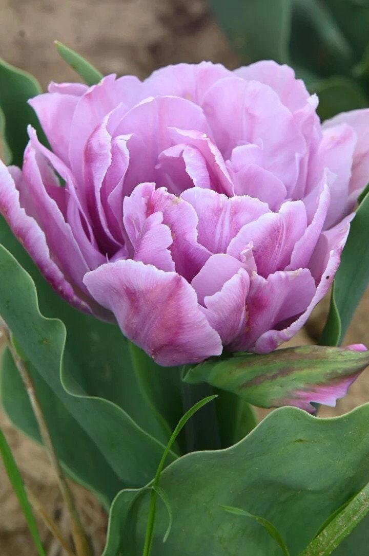 1 Docena de Bulbos Tulipas Color: Lila/Malva . Calibre 12+4