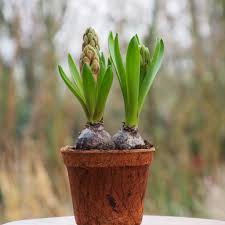 Jacinto. Blanco. Calibre 13-154