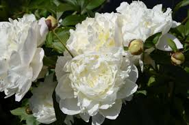 Rizoma de Peonía. Blanca 4