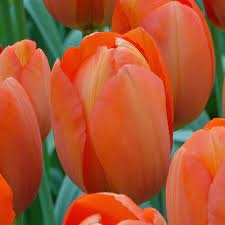 5 Docenas de Bulbos Tulipas Color: Naranjo. Borde Amarillo  Calibre 12 +3