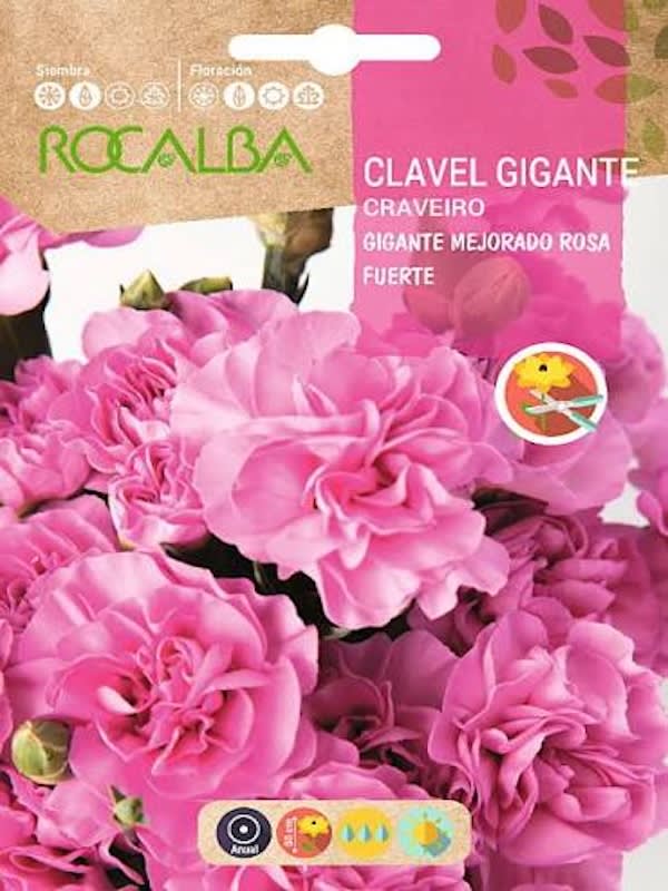 CLAVEL GIGANTE Mejorado Color: Rosa Fuerte 1G1