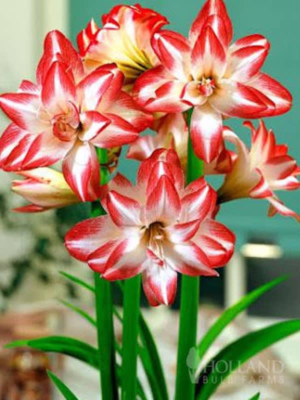 Amaryllis  Dobles (Bulbos) Blanco Rojo Doble.2