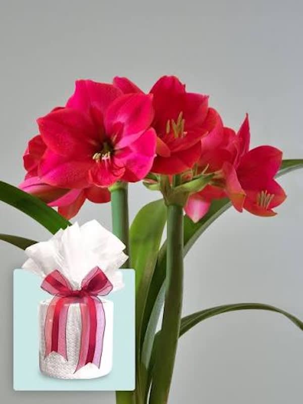 Amaryllis Clásico Calibre Grande. Color: Rosa Raya Blanca Size: 26/282