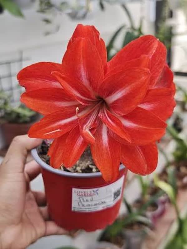 Amaryllis   Dobles (Bulbos) Rojo Doble Toques Blanco2