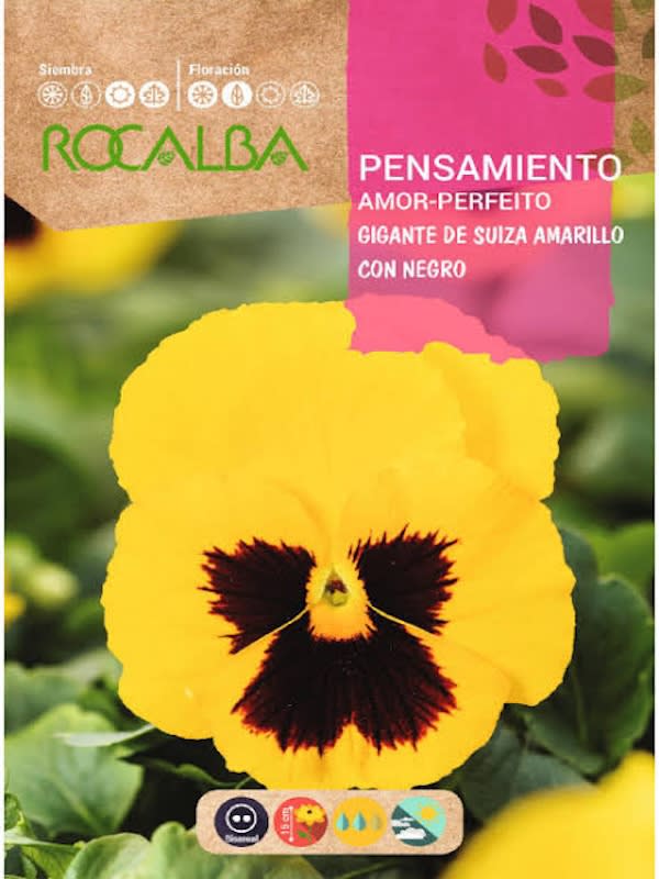 PENSAMIENTO Gigante de Suiza Color: Amarillo con Negro1