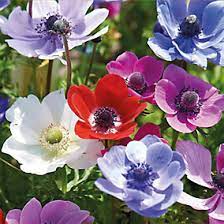 Bulbos Anémonas,  Colores Variados. Pack 12 Bulbos Importados2
