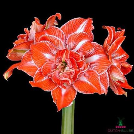 Amaryllis  (Bulbos) Rojo Doble Rayas Blancas . Size: 26/282