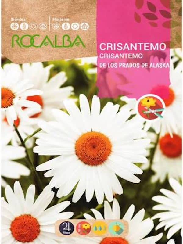 CRISANTEMO De los Prados Blanco1
