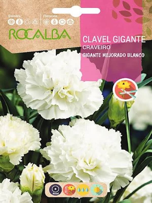 CLAVEL GIGANTE Mejorado   Color:Blanco 1 G1