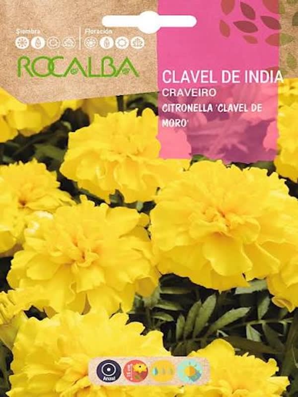 Clavel de la India Citronella Moro. Color: Amarillo 4G1