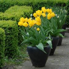 5 Docenas de Bulbos Tulipas Color: Amarillo . Calibre 12-143