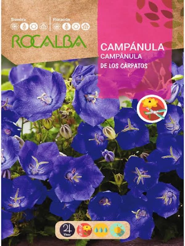 CAMPANULA De Los Cárpatos Azul1