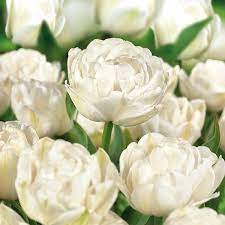 .5 Docenas de Bulbos Tulipas Color: Blanco Jaspeado . Calibre 12+3