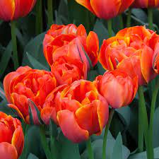 5 Docenas de Bulbos Tulipas Color: Orange Yellow. Calibre 12 +2