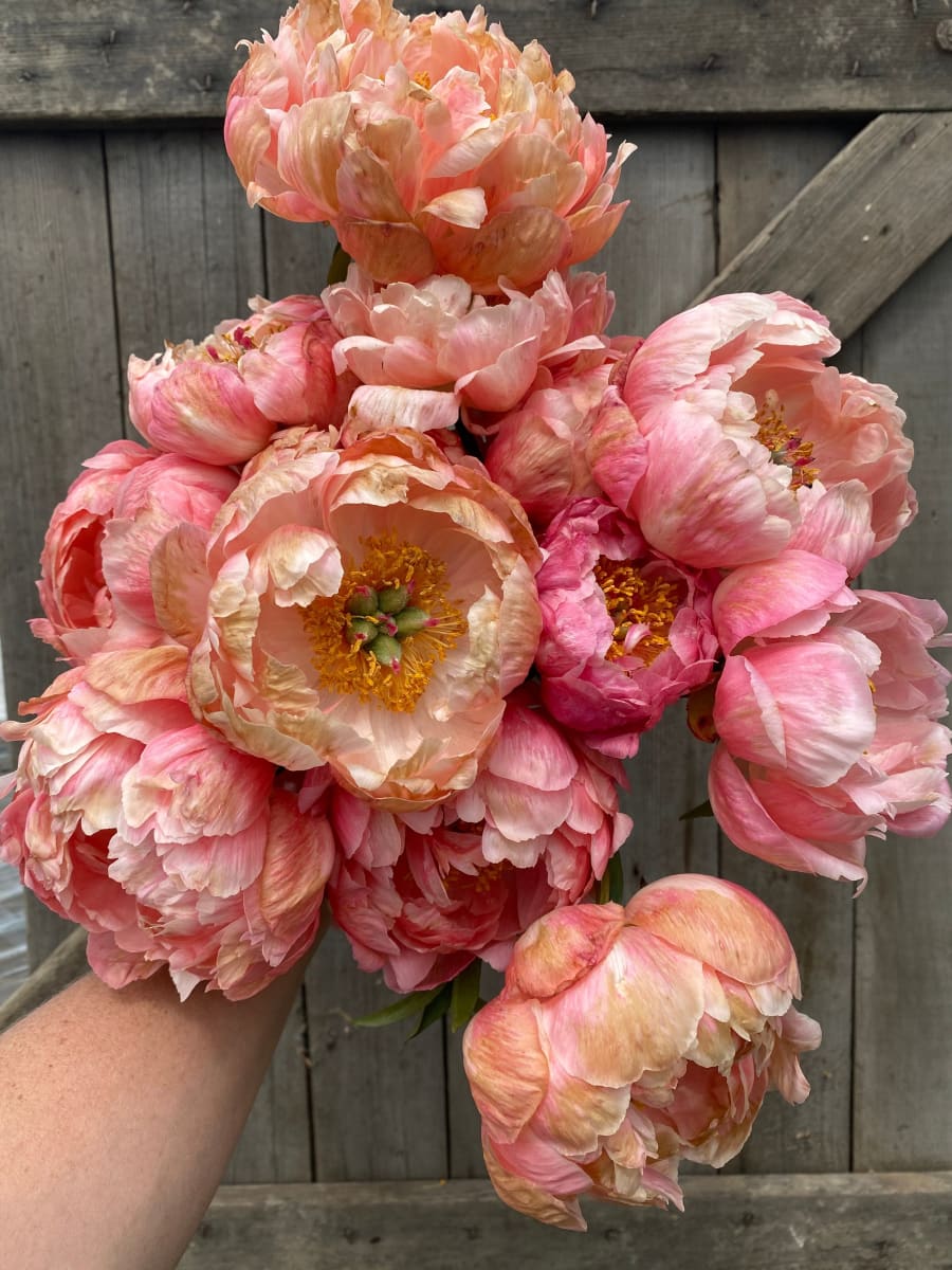 Rizoma de Peonía Premium. Pack 3 Variedades.2