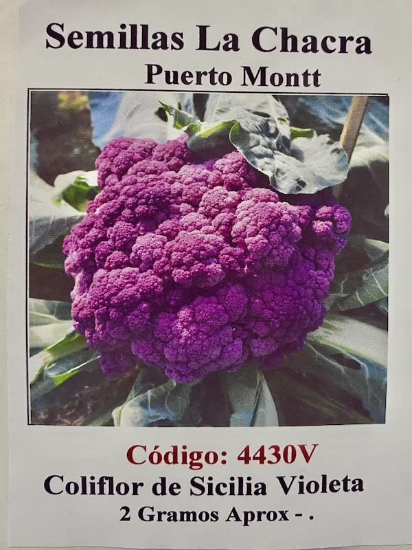 Coliflor de Sicilia: VIOLETA1