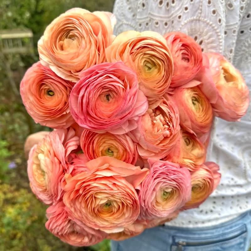 5 Docenas de Bulbos de Ranúnculos Color: Salmón. Size: 5/63