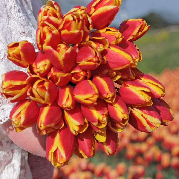 5 Docenas de Bulbos Tulipas Color: Rojo/Amarillo. Calibre 12+4