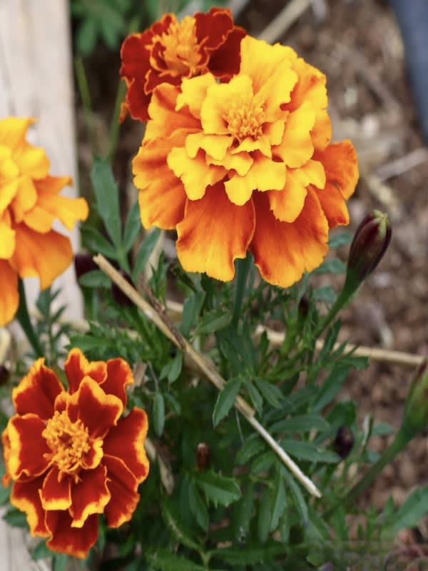 Tagete Clavel de la India , Enano. sobre 4 Gramos2