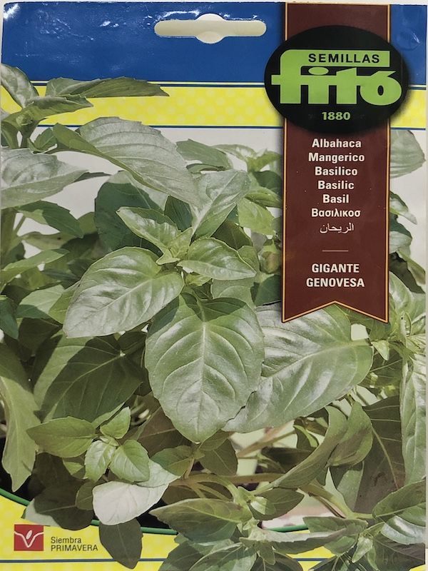 ALBAHACA GIGANTE GENOVESA1