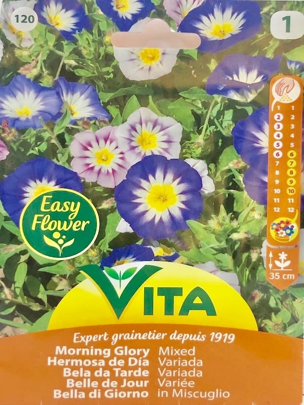 BELLA DE DIA COLORES VARIADOS1