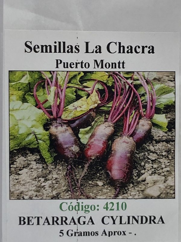 Betarraga Cilíndrica1