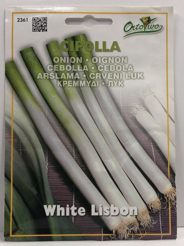 CEBOLLINO   BLANCO1