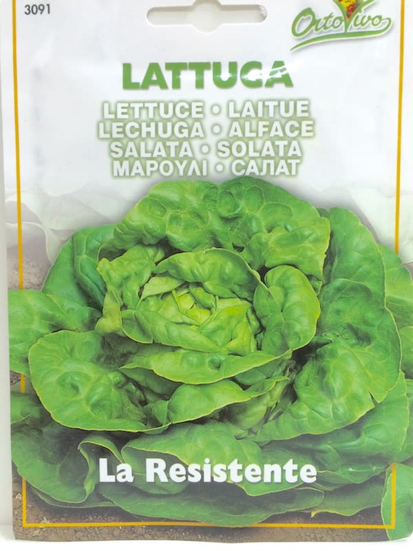 LECHUGA LA RESISTENTE1
