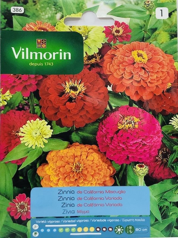 ZINNIA GRANDE DE CALIFORNIA (394 I)1