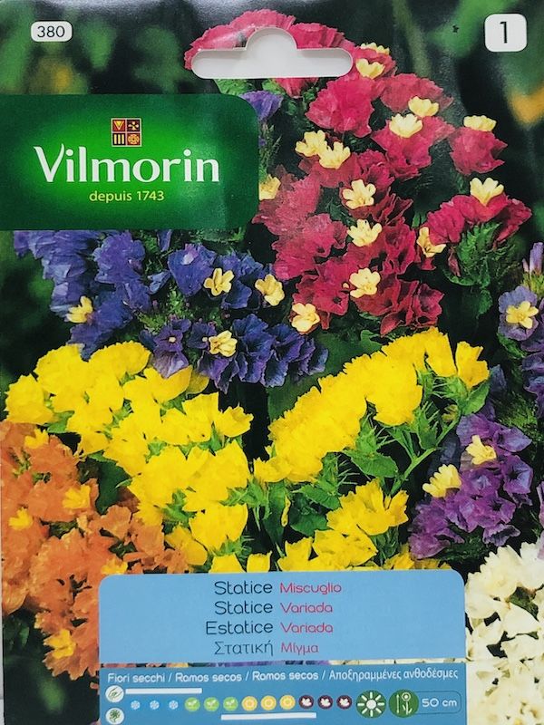 STATICE SINUATA (380 I)1