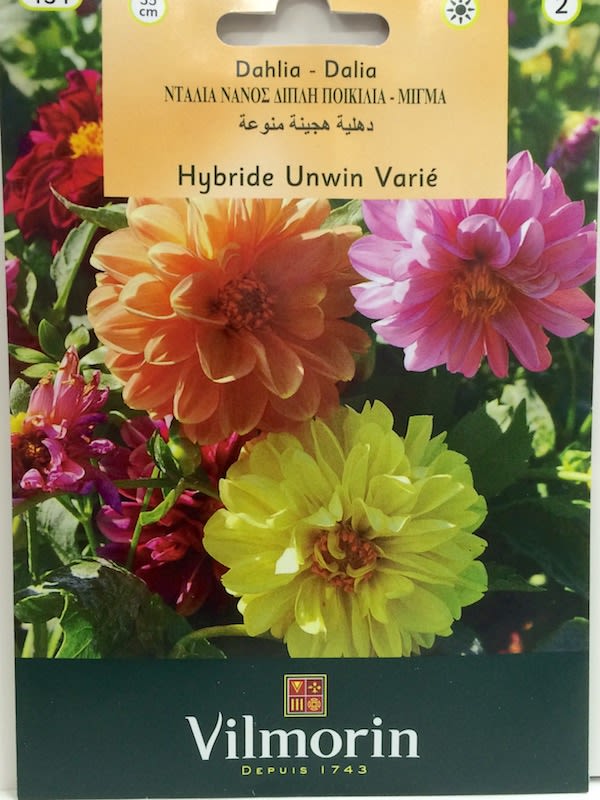 DALIA ENANA DOBLE COLORES VARIADOS1