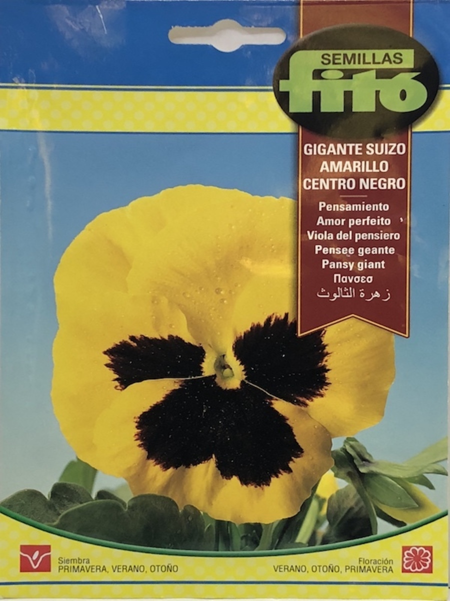 PENSAMIENTO GTE. SUIZO AMARILLO C/NEGRO1