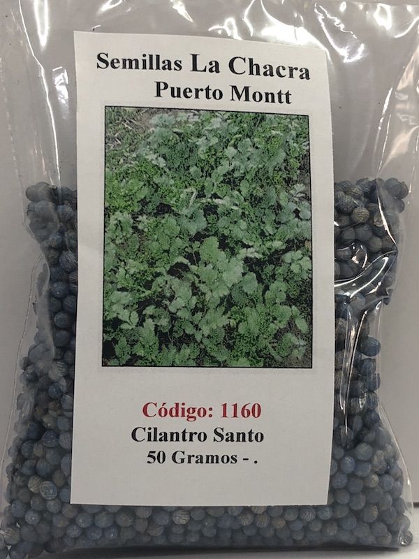 Cilantro Santo 50 Gramos.1