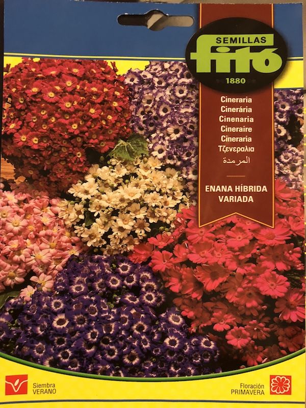 CINERARIA HIBRIDA VARIADA1