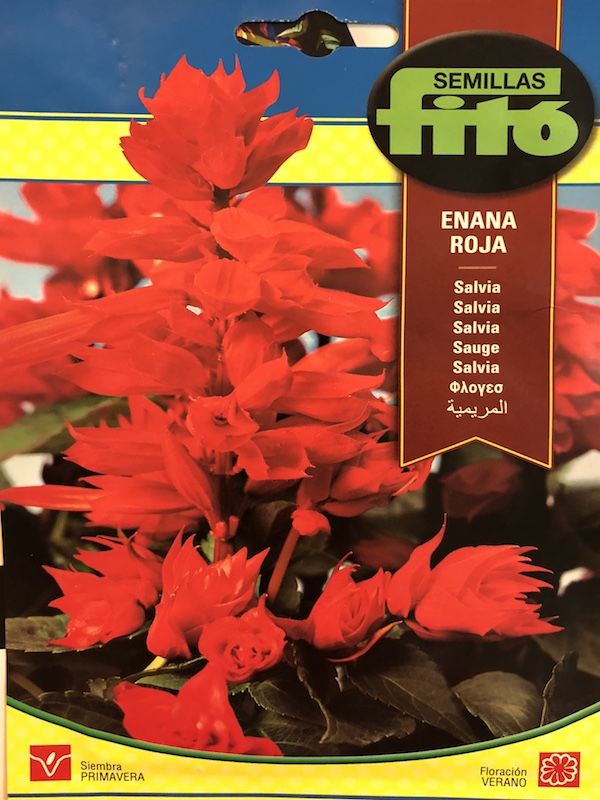 SALVIA ENANA ROJA1