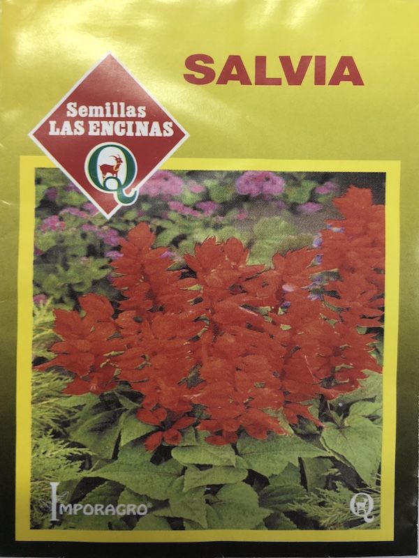 Salvia Slendens , Roja1