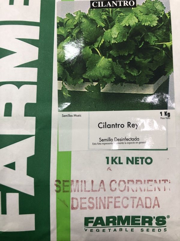 Cilantro Rey ( El más Aromático) KIlo1