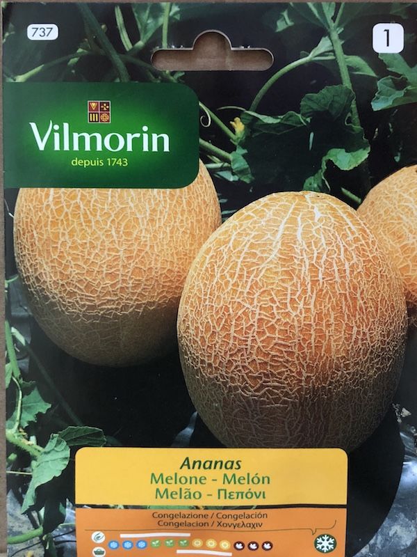 MELÓN ANANAS VILMORIN1