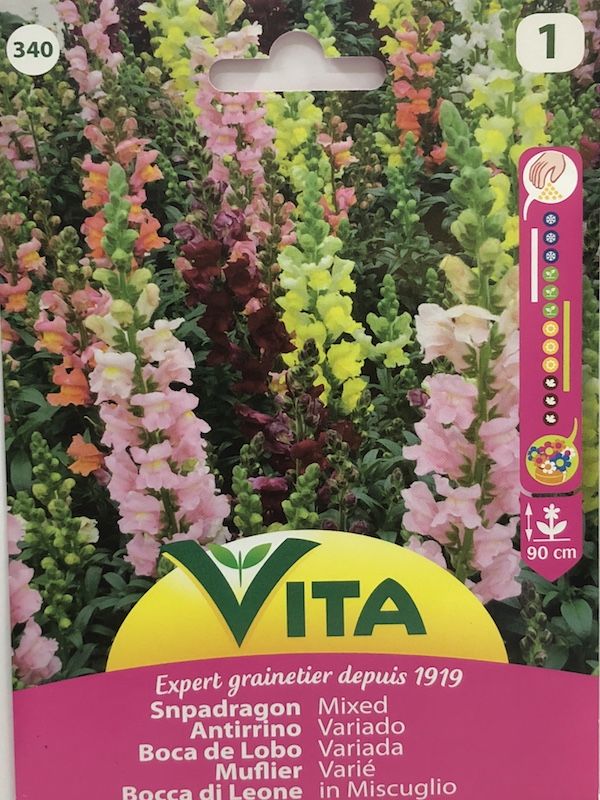 ANTIRRINOS. PERRITOS GIGANTE VARIADO1