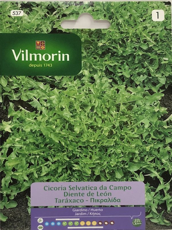 Diente de León Cicoria Silvestre1